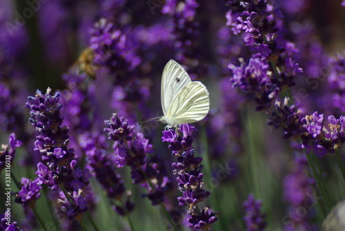 Zitronenfalter im Lavendel photo