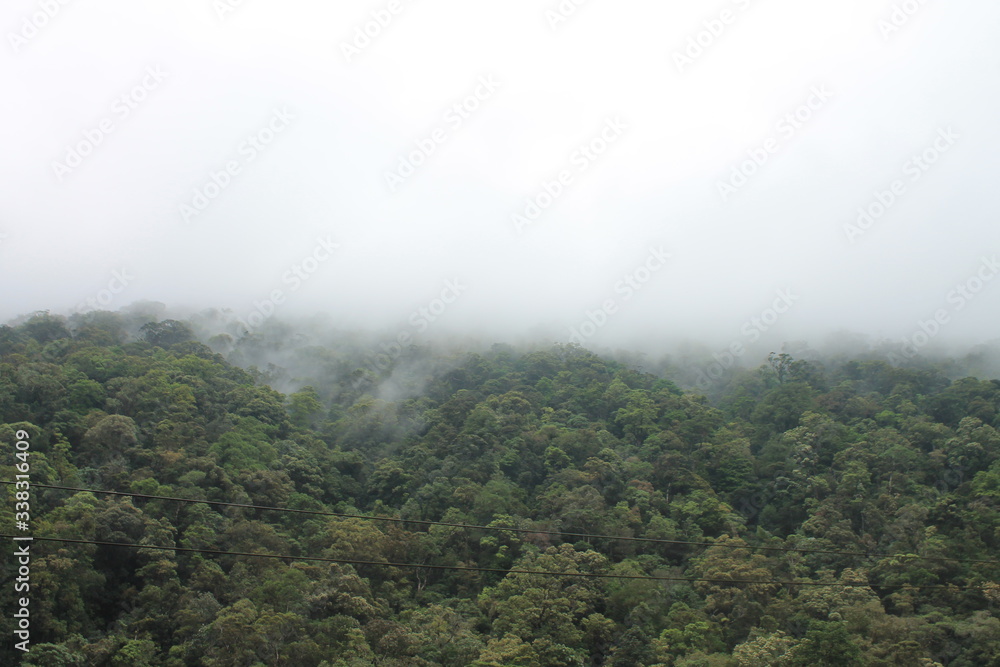 fog in the forest fog in the forest