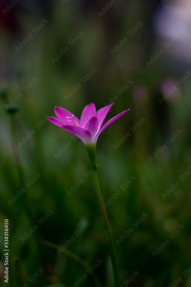 violet flower in the garden