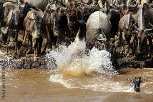 Wildebeests rushing and jumping in Mara river to cross