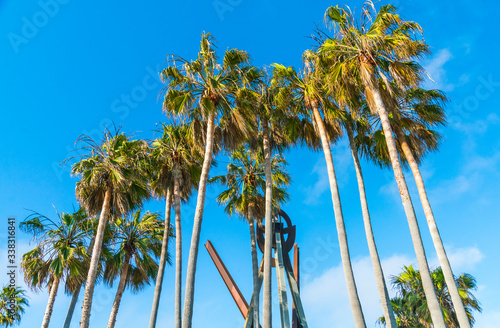 palm tree on sunny day with blue sky background.