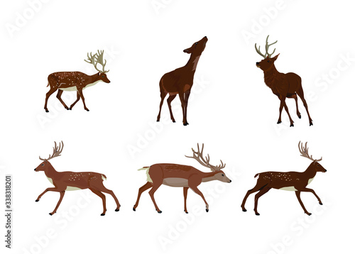 Set of deer silhouettes. - 6 poses for illustrations - 