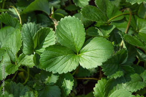 Wallpaper Mural Strawberry plant. Blossoming of strawberry. Wild stawberry bushes. Torontodigital.ca