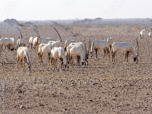 Breeding group Arabian Oryx, Oryx leucoryx, Al Wusta Wildlife Reserve, Oman