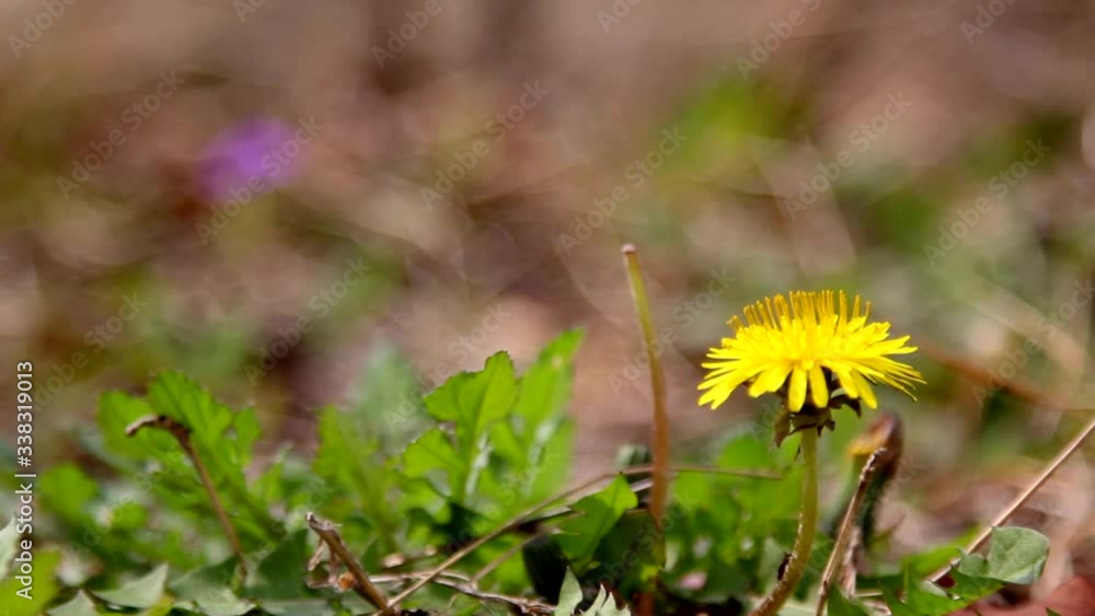 Yellow dandelion flower. Green dandelion leaves. Dandelions bloom in spring. Yellow dandelion flower. Green dandelion leaves. Dandelions bloom in spring.