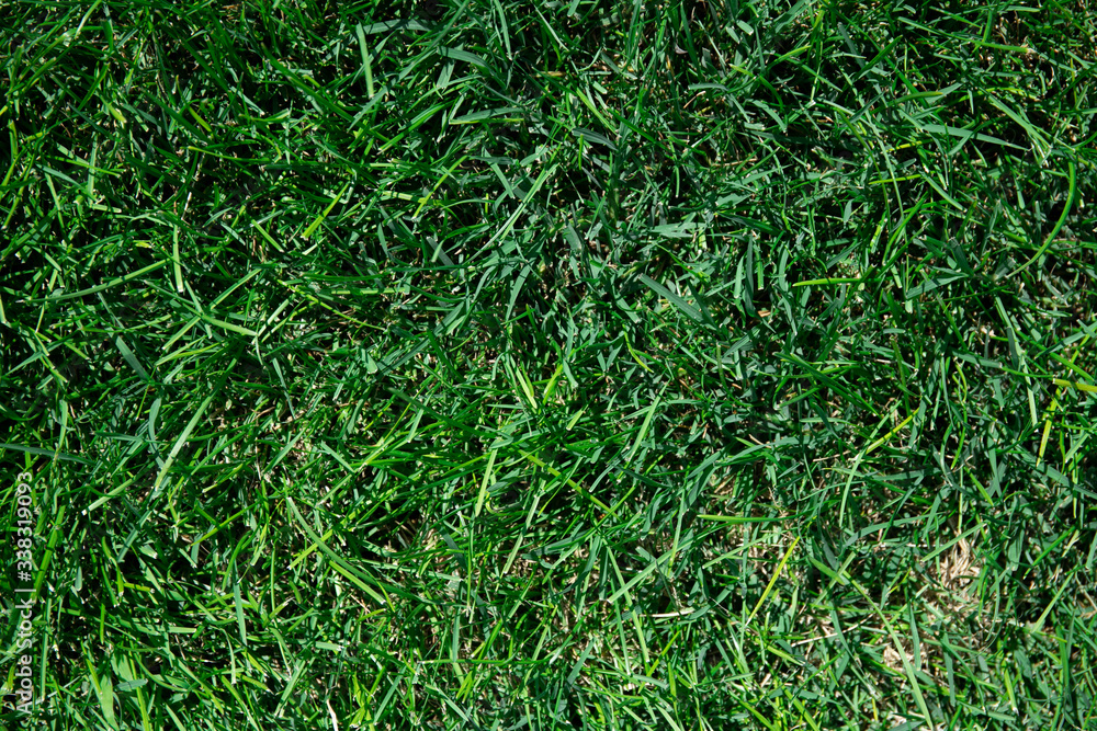 Beautiful background of green grass. Fresh green grass Beautiful background of green grass. Fresh green grass