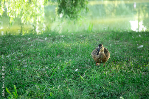 Duck in the meadow in the park. Good sunny weather. Duck in the wild