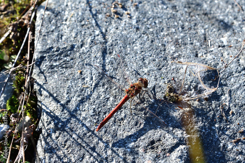 The ruddy darter dragonfly sitting by the river on a stone in the sun