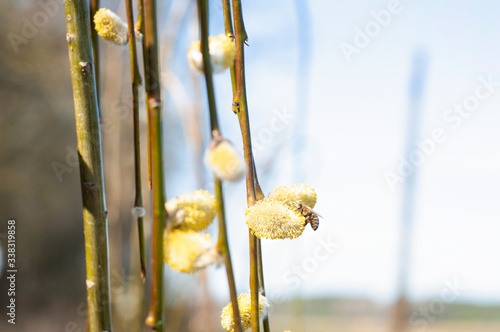 pszczoła zbierająca pyłek z wierzby