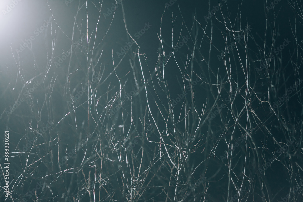 Bushes at night. Night background with dry branches and bushes. Bushes at night. Night background with dry branches and bushes.