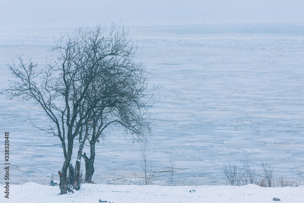 Fototapeta premium Lonely tree, cold landscape. A tree on the background of a frozen pond.