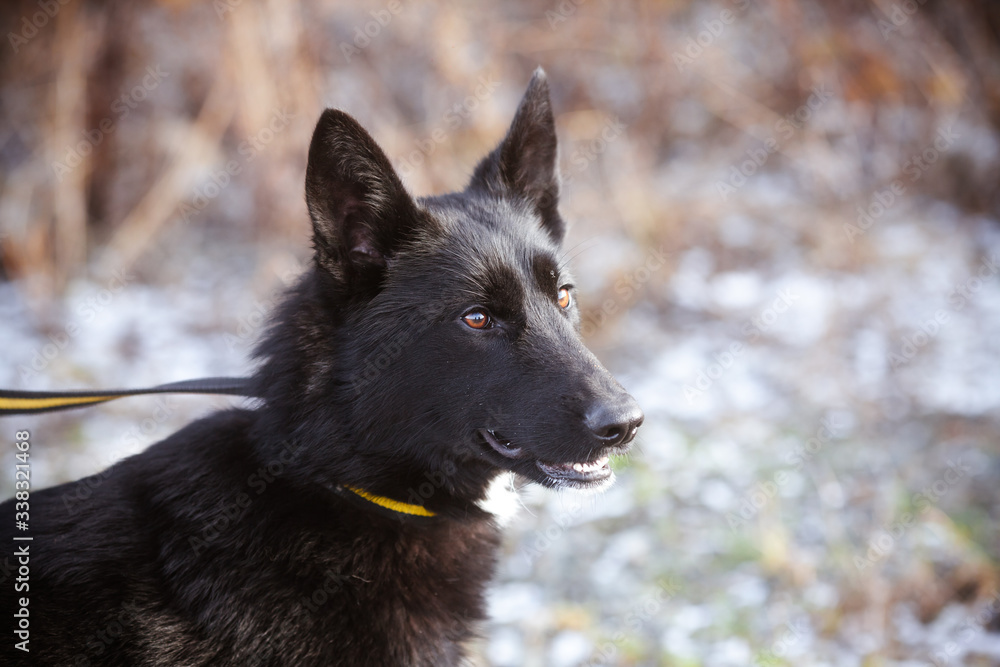 Beautiful black dog. Portrait of a beautiful smart black dog. Mongrel black dog