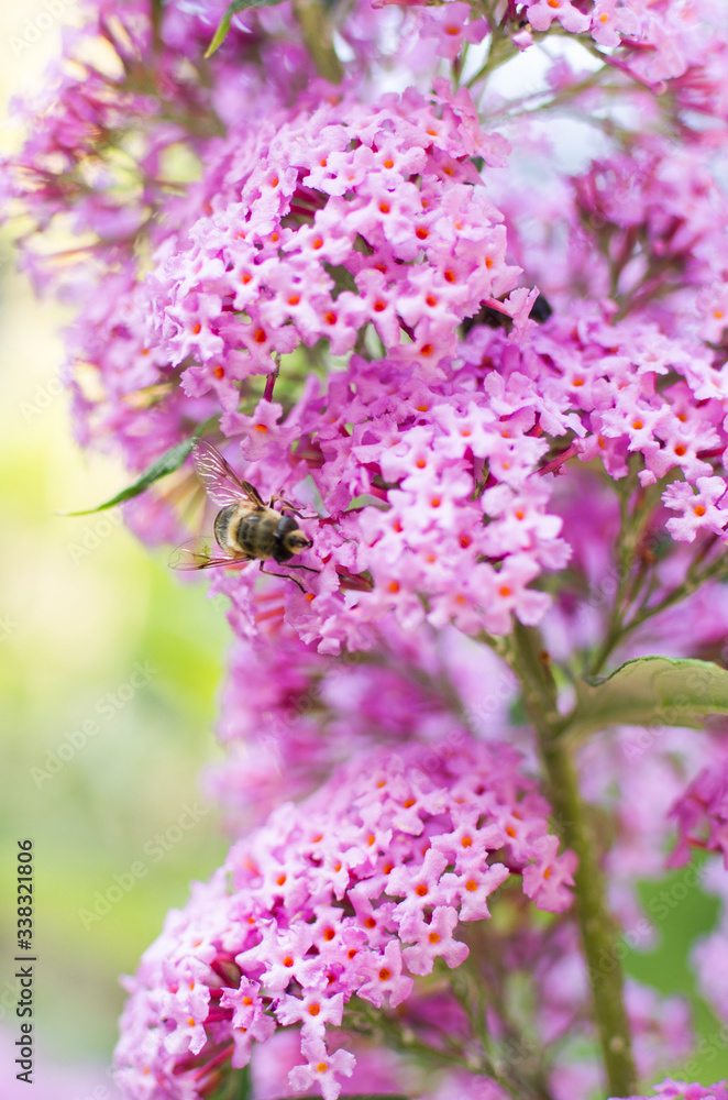 Obraz premium Garten: Flieder im Sommer mit Schmetterling
