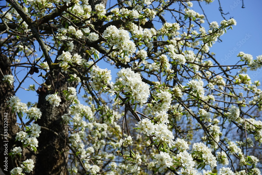 Weiß blühender Obstbaum im Frühling bei Sonnenschein und blauem himmel Weiß blühender Obstbaum im Frühling bei Sonnenschein und blauem himmel