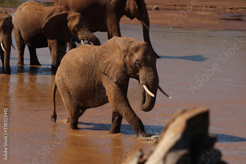 Photography elephants in the wild seasonal riverbed in africa drinking water