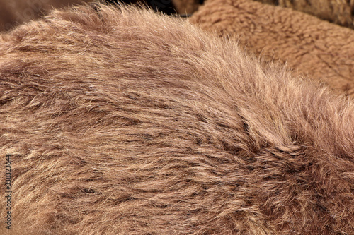 Fur of wild animal. Brown fur background. Close up. Fur of brown bear