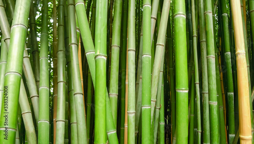 Fototapeta Naklejka Na Ścianę i Meble -  Background of bamboo stems, fragment in selective focus