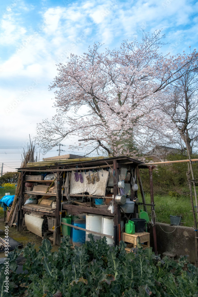 畑と満開の桜咲く春景色