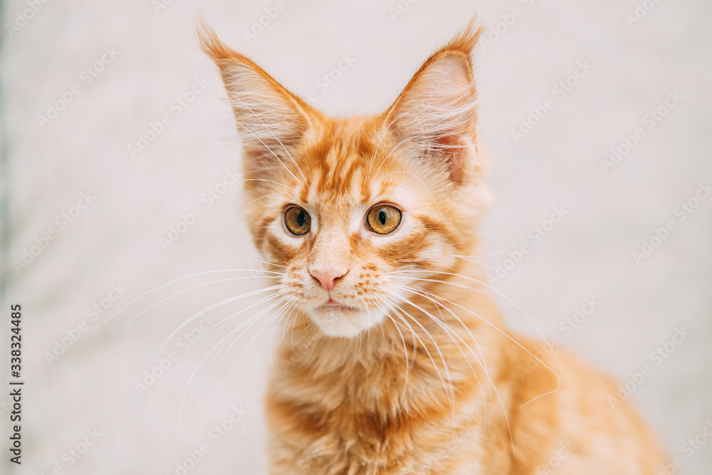 Funny Young Red Ginger Maine Coon Kitten Cat Portrait. Coon Cat, Maine Cat, Maine Shag looking at camera