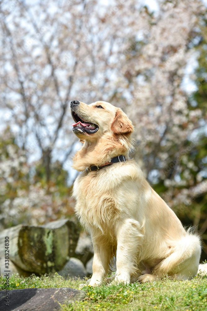 桜とゴールデンレトリバー 桜とゴールデンレトリバー
