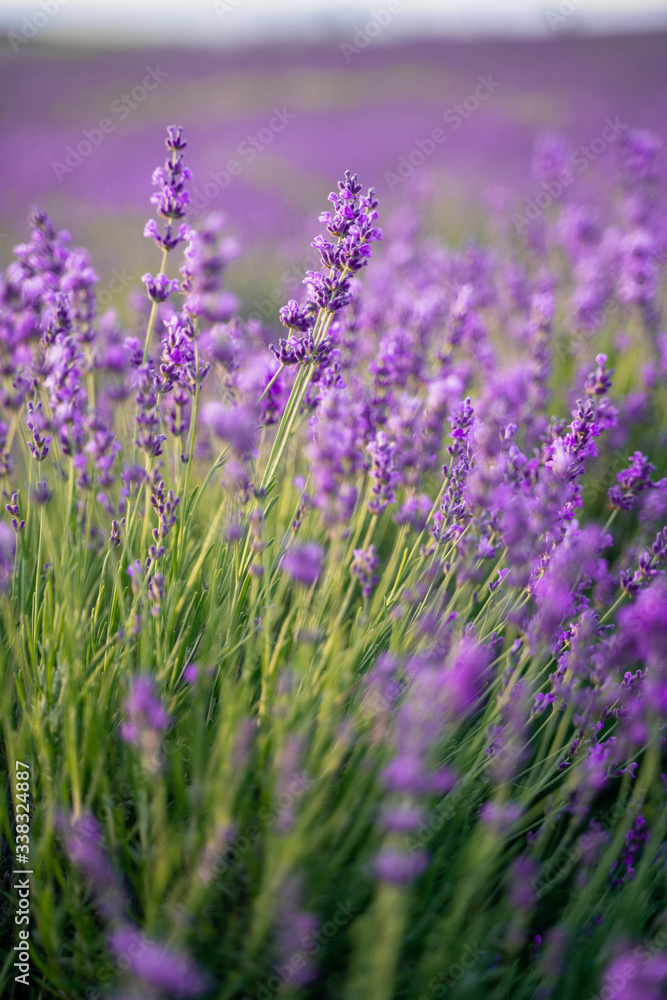 Lavender field on a sunny day, lavender bushes in rows