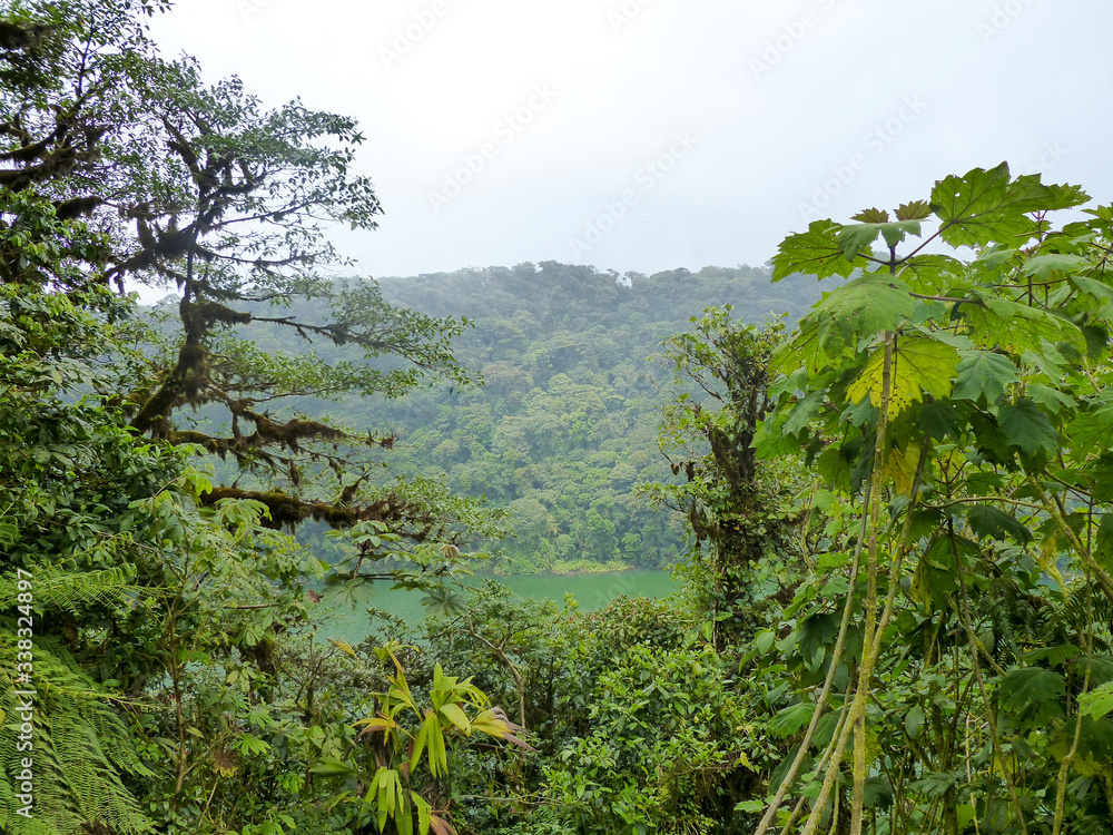 Rain Forest in Arenal Volcano National Park in Costa Rica Rain Forest in Arenal Volcano National Park in Costa Rica