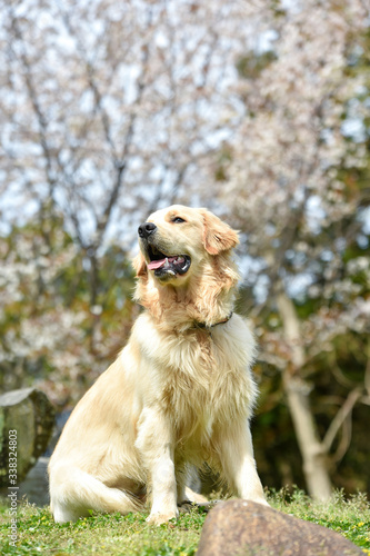 桜とゴールデンレトリバー © studio Hoto