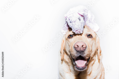 Un perro con un cerdo en la cabeza