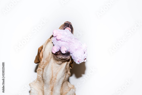 Perro captura un cerdo de peluche al vuelo © Alan