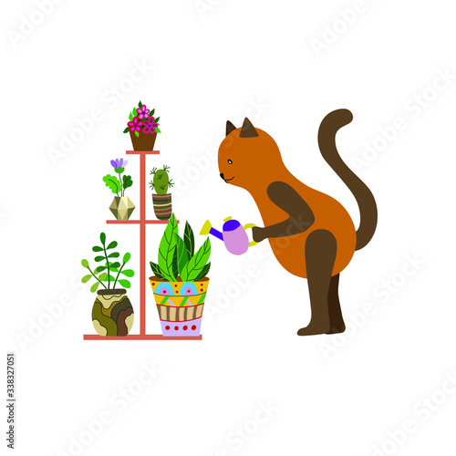 The cat character looks like a person holding a watering can in his paw and caring for indoor plants. Potted flowers are on the shelf. Violet, cactus, ficus, aloe, geranium. Isolated vector.