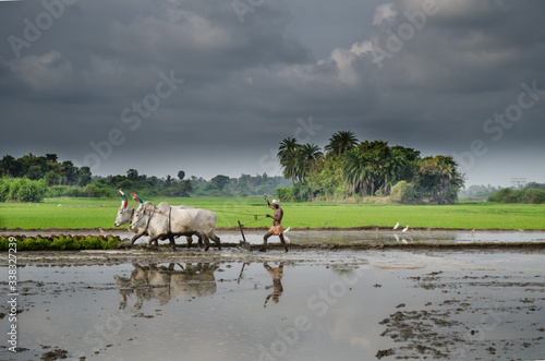 Farmer busy in cultivating paddy field