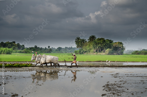 Farmer busy in cultivating paddy field photo