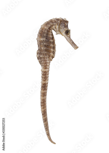 Seahorse isolated on white background