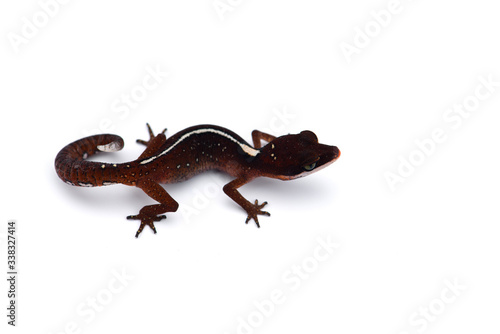 The cat gecko isolated on white background
