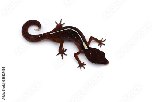 The cat gecko isolated on white background