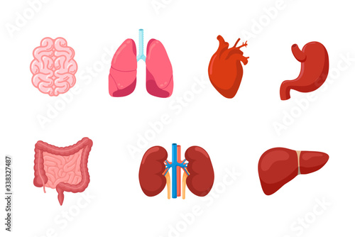 Human anatomy internal organ set with brain lung intestine heart kidney liver and stomach. Vector illustration photo