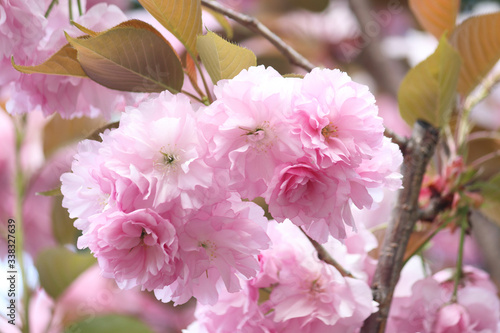 満開の美しい八重桜