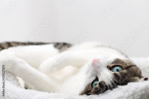 Fototapeta Naklejka Na Ścianę i Meble -  Close up of tabby cat sleeping in his bed