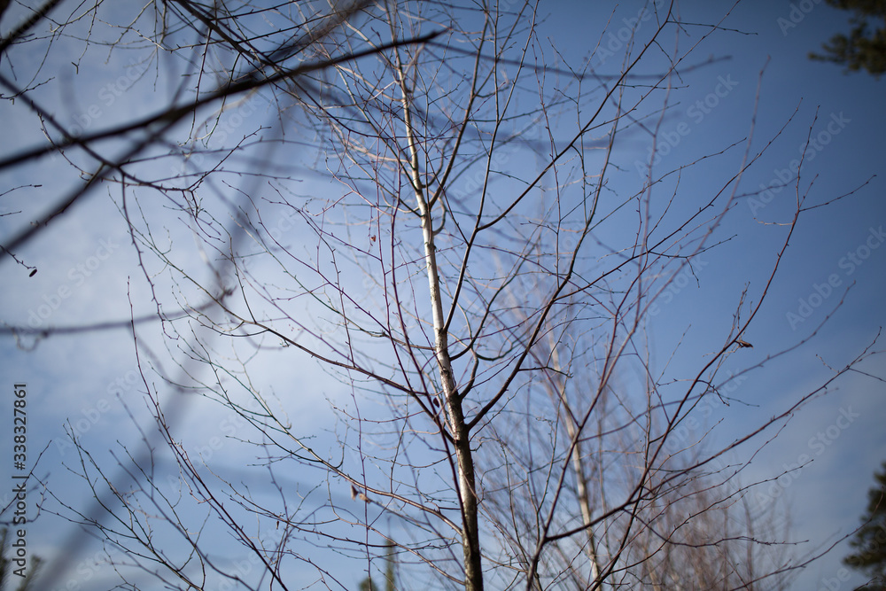 tree naked branches against blue sky tree naked branches against blue sky