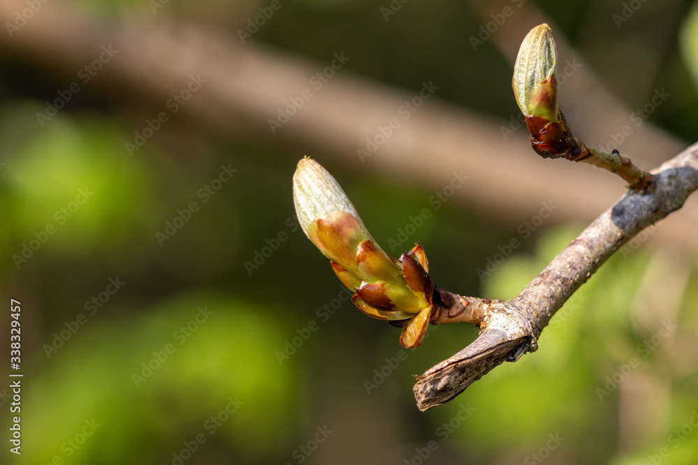 Sticky buds of the Horse Chesnut tree bursting into leaf Sticky buds of the Horse Chesnut tree bursting into leaf