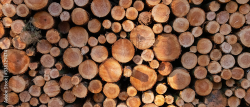 pile of sawn logs of spruce trees waiting for transportation in forest