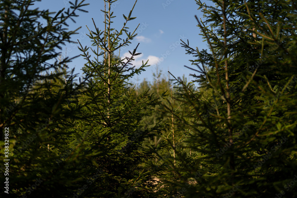 Enchanting forest fairytale landscape in summer and spring Enchanting forest fairytale landscape in summer and spring