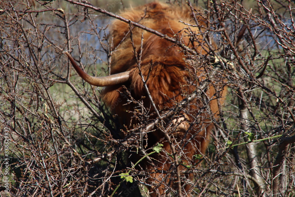 Red Scottish Highlander cow with large horns grazes in the dunes at the headland of Rozenburg Red Scottish Highlander cow with large horns grazes in the dunes at the headland of Rozenburg