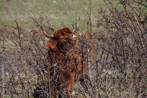Red Scottish Highlander cow with large horns grazes in the dunes at the headland of Rozenburg photo
