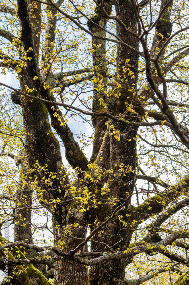 Fototapeta premium yellow birch tree