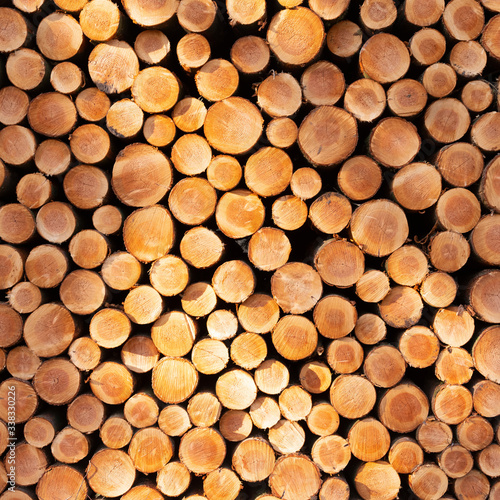 pile of sawn logs of spruce trees waiting for transportation in forest