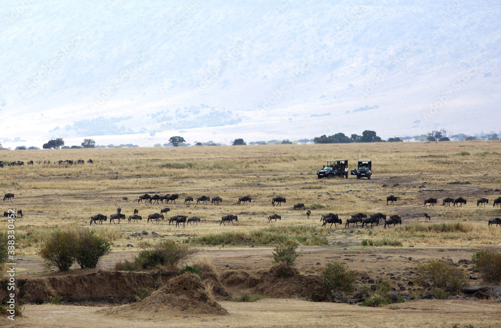 Tourist enjoying game drive on safari Jeep in Masai Mara National Reserve