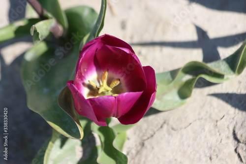 Purple tulips on clay flower bulb fields on the Dutch island of Goeree-Overflakkee illuminated by the sunlight photo