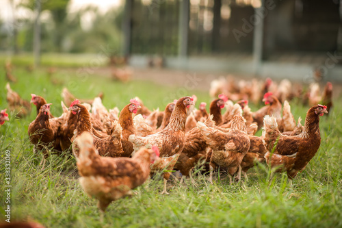 Obraz na plátně Chickens walk on the grass in the morning.