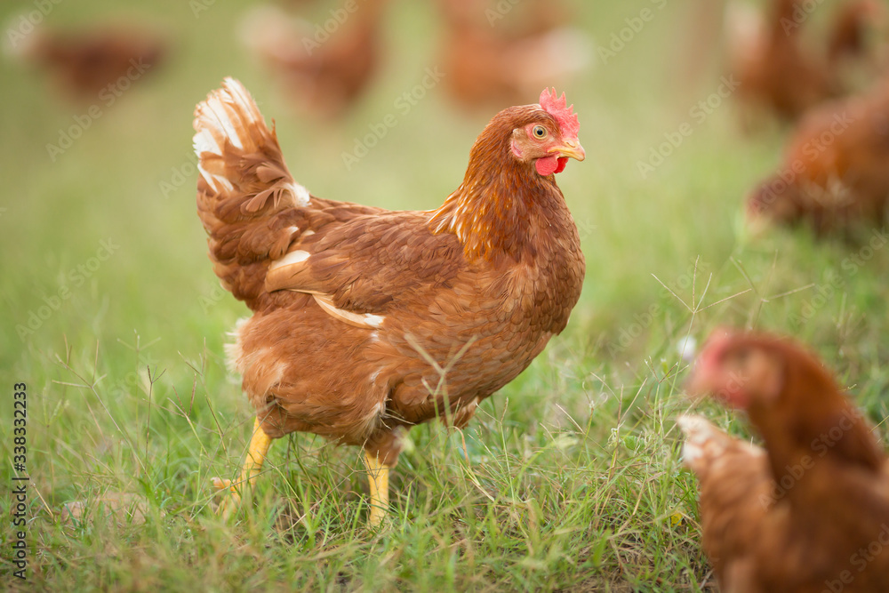 Fototapeta premium Chickens walk on the grass in the morning.